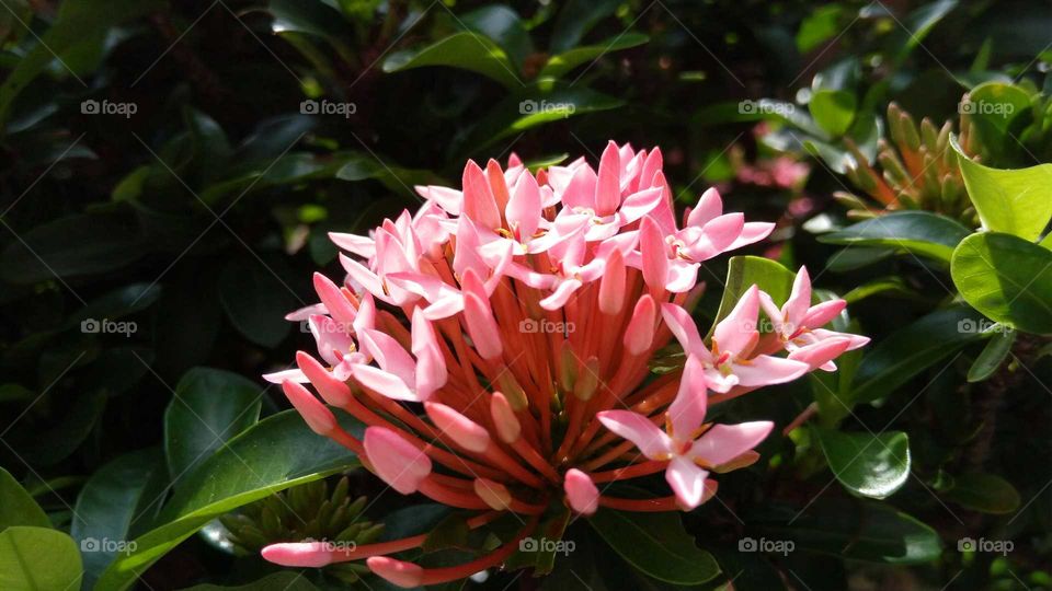 The floral bud blooming gradually