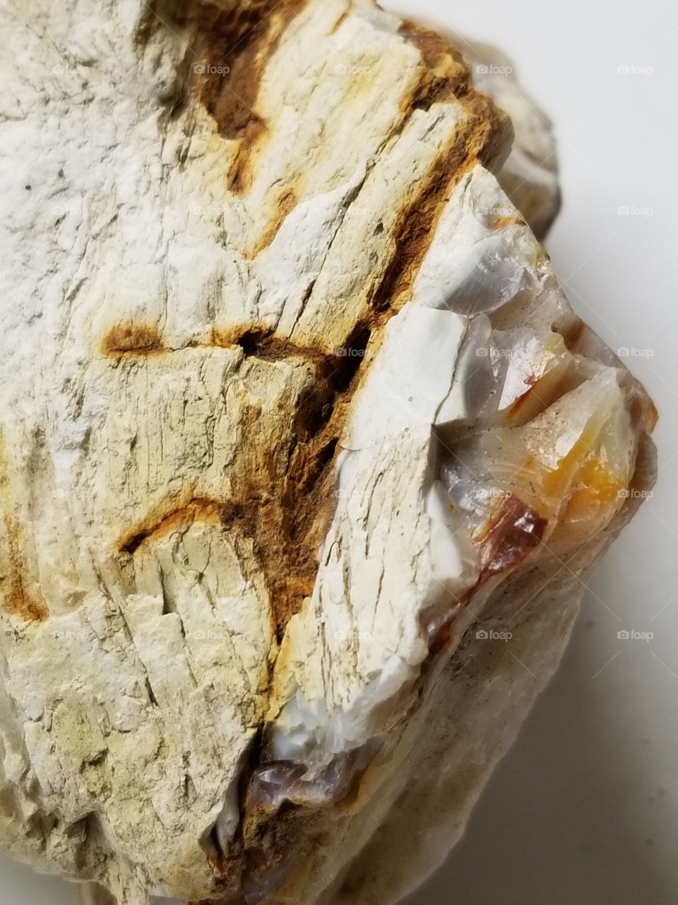 Opalized Wood Fossil Upclose