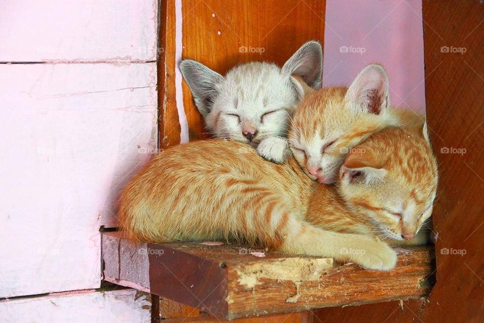 Cute three kittens are sleeping.