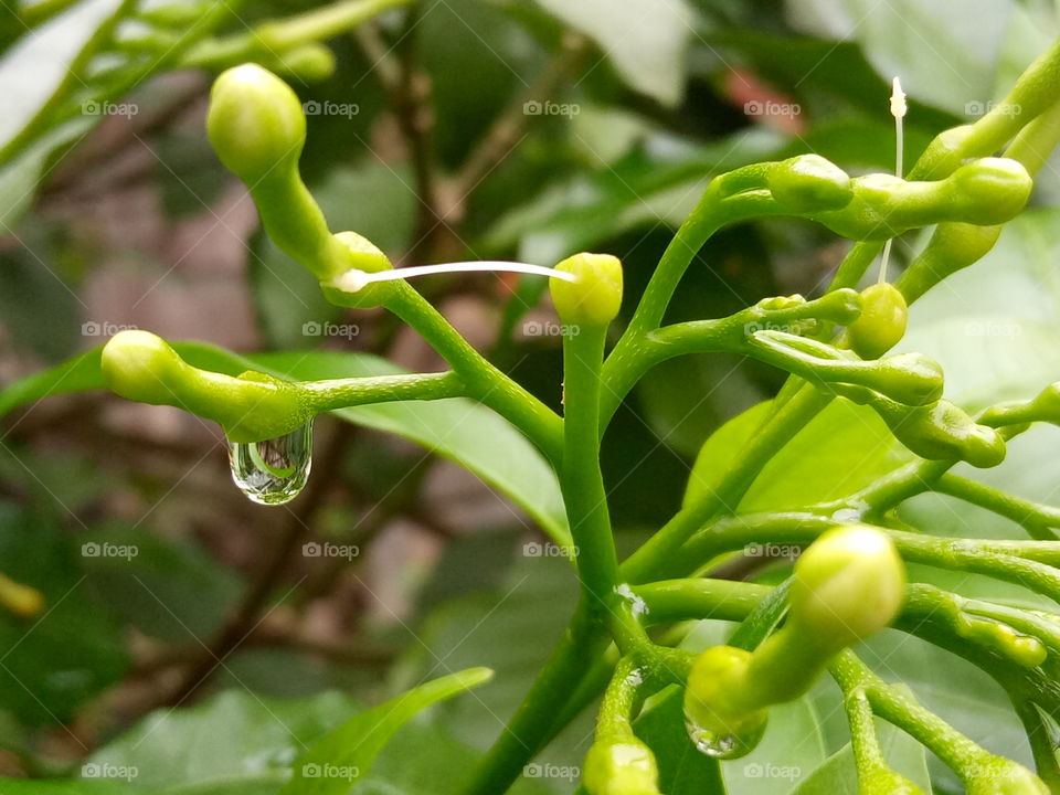 rain drops