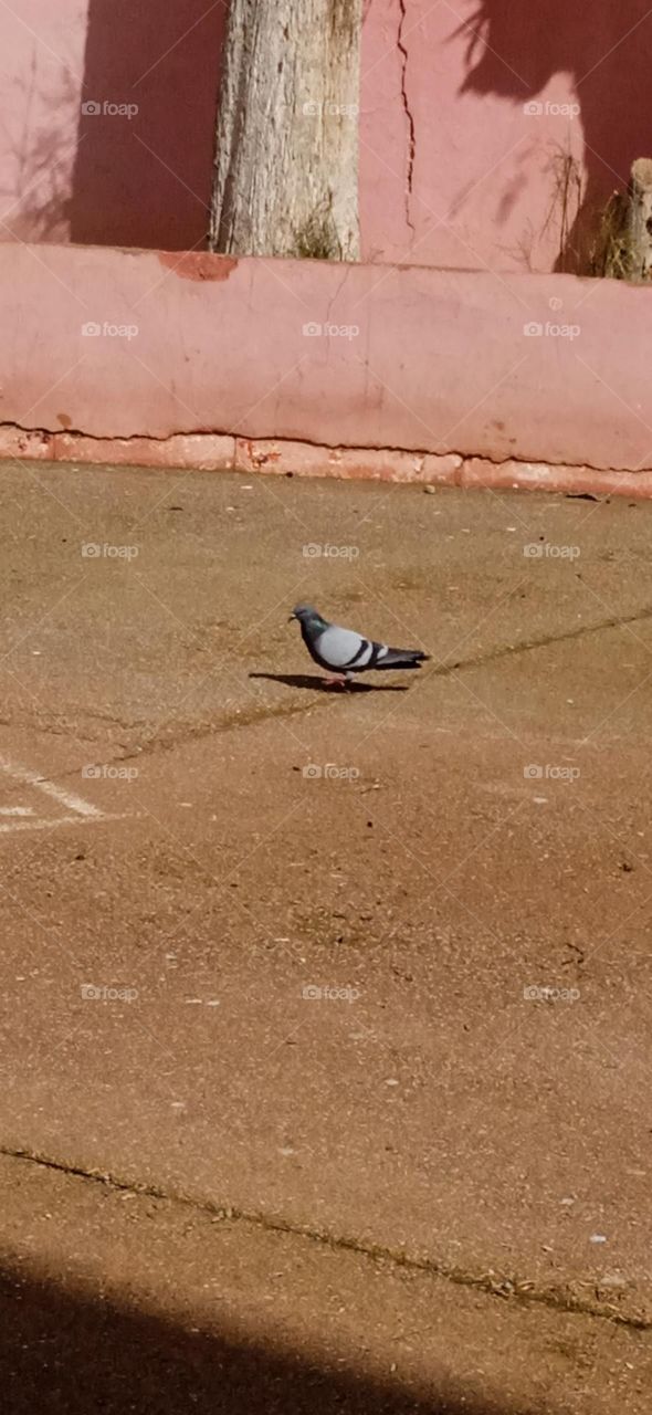 pigeon dans la cours