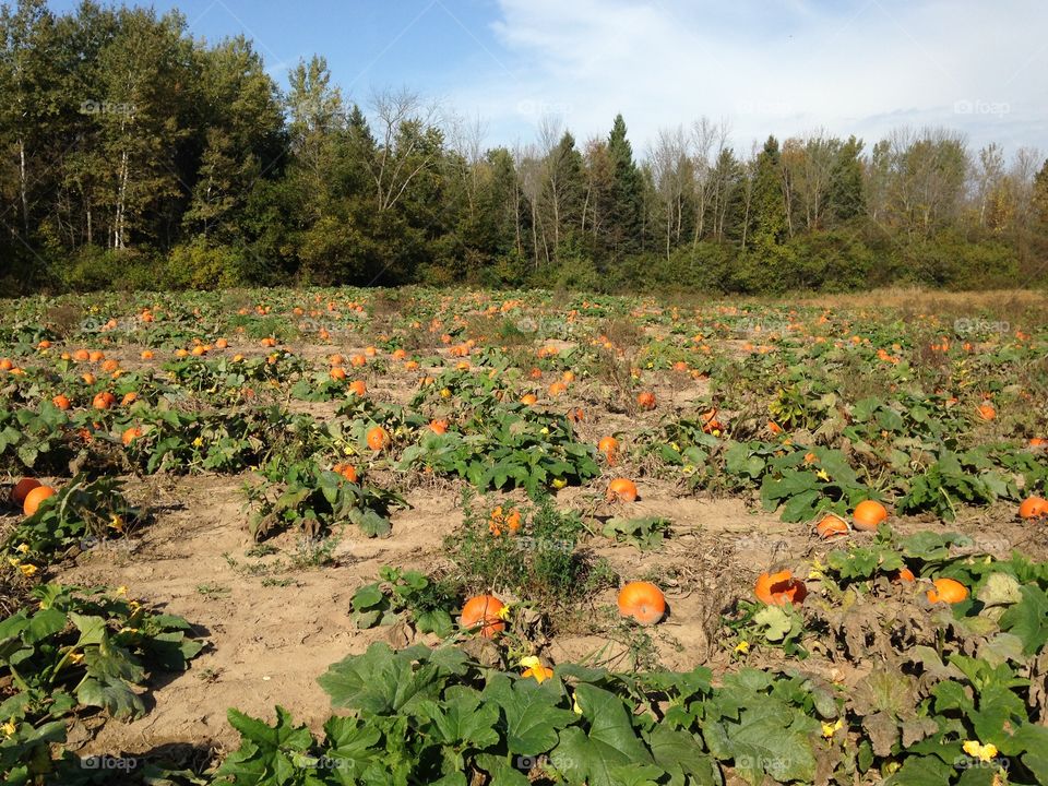 Pumpkin Patch, Cedarburg WI