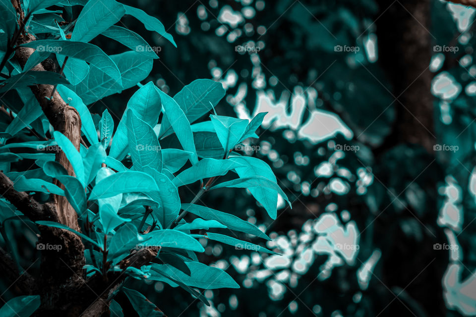 Edited and changed the leaves of the forest tree