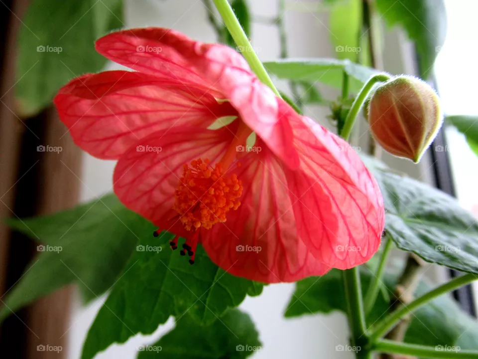 abutilon room flowers
