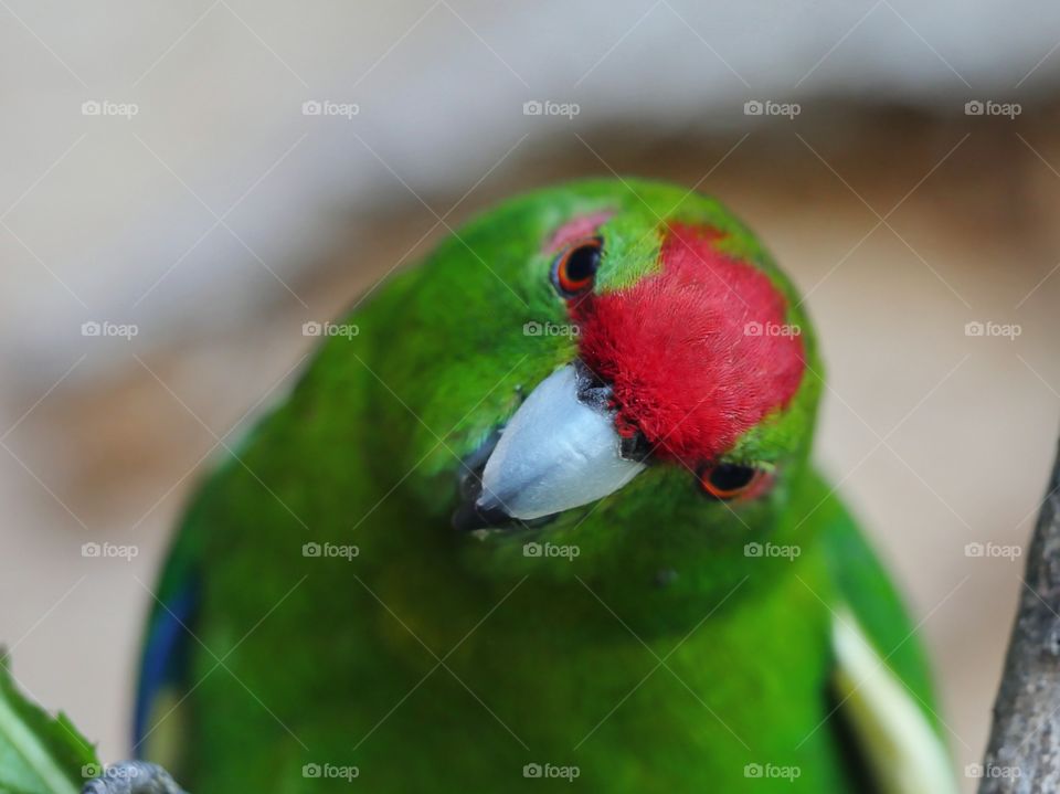 Kakariki parakeet portrait