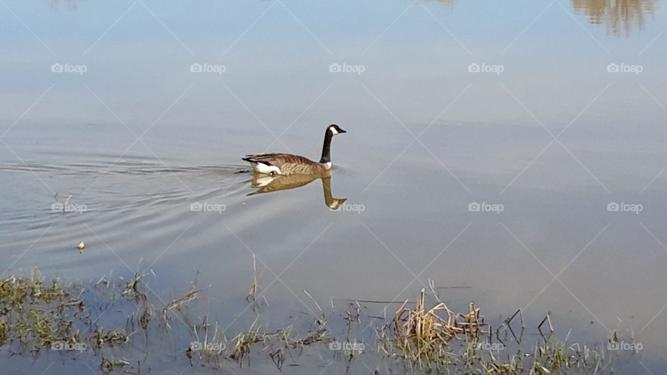 lonely goose. the reflection was perfect