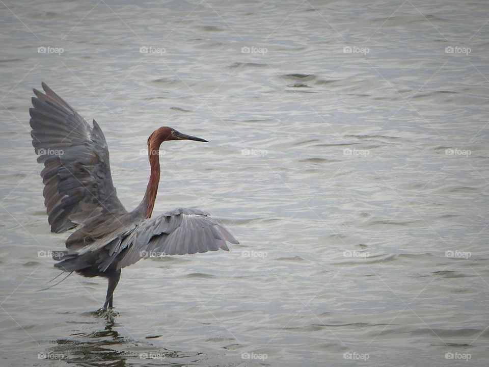 Reddish egret dance