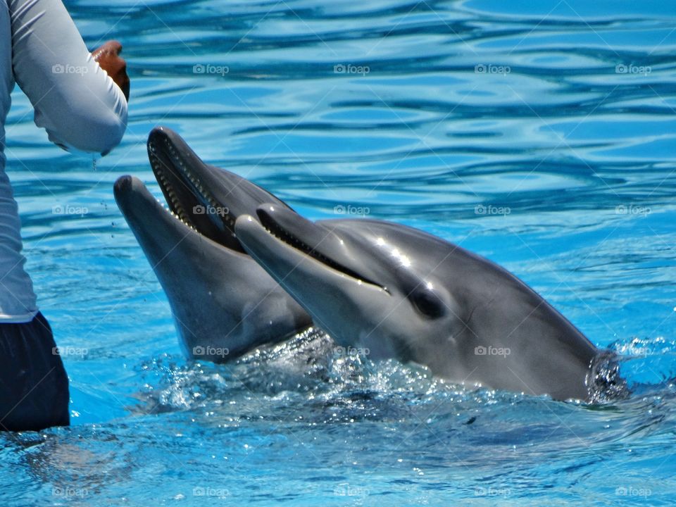 Training Dolphins. Marine Biologist Interacting With A Pair Of Dolphins
