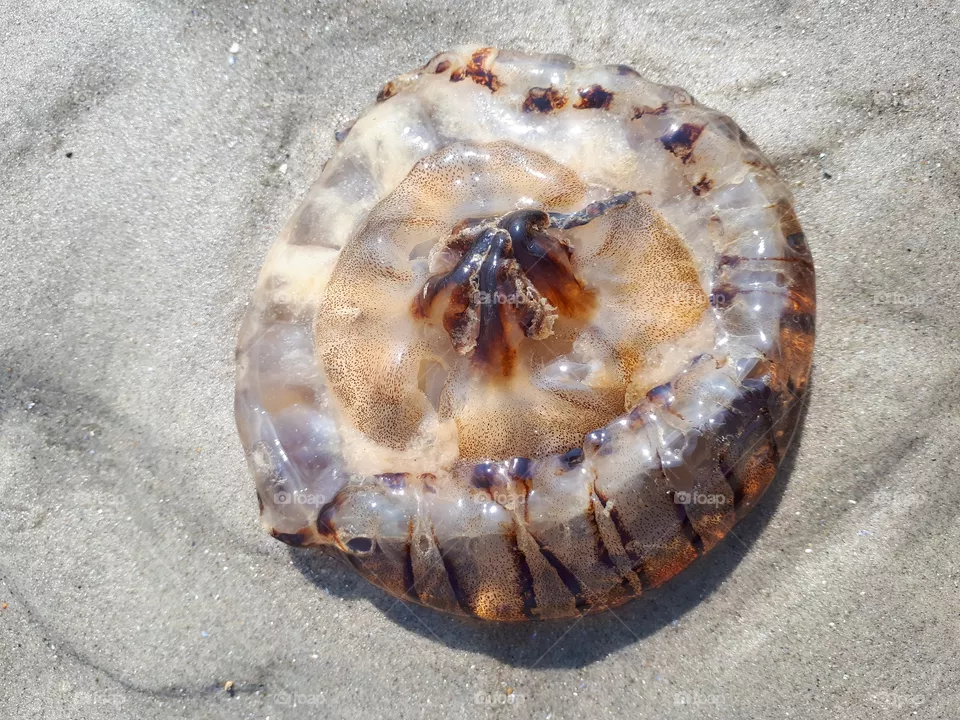 Jellyfish