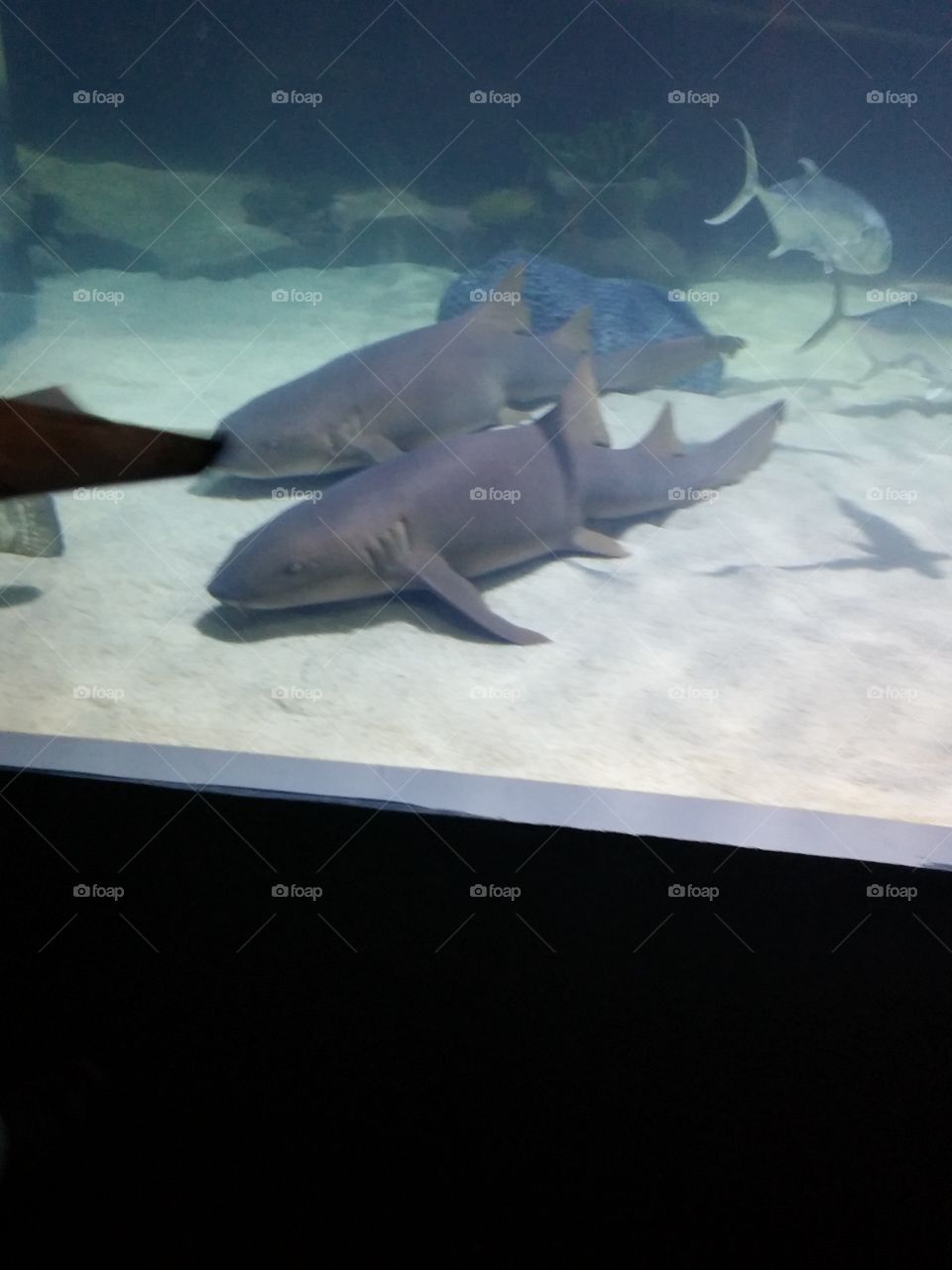Cleveland Aquarium sharks