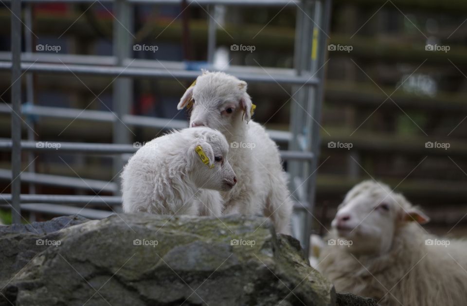 Sheep on farm in Berlin, Germany.
