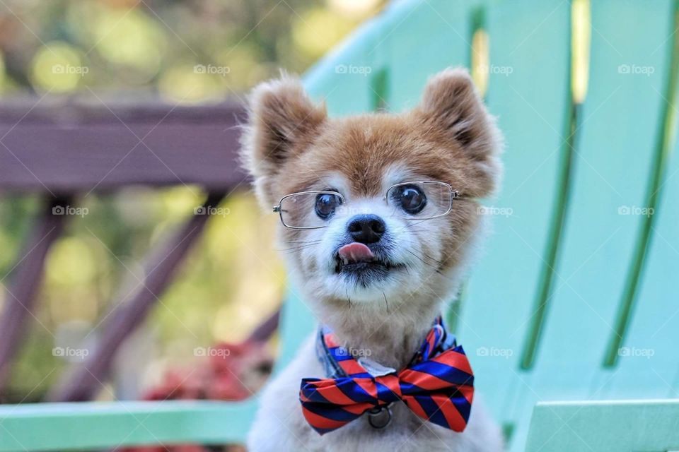 He loved his bowtie and glasses. Professor Scooch we called him.