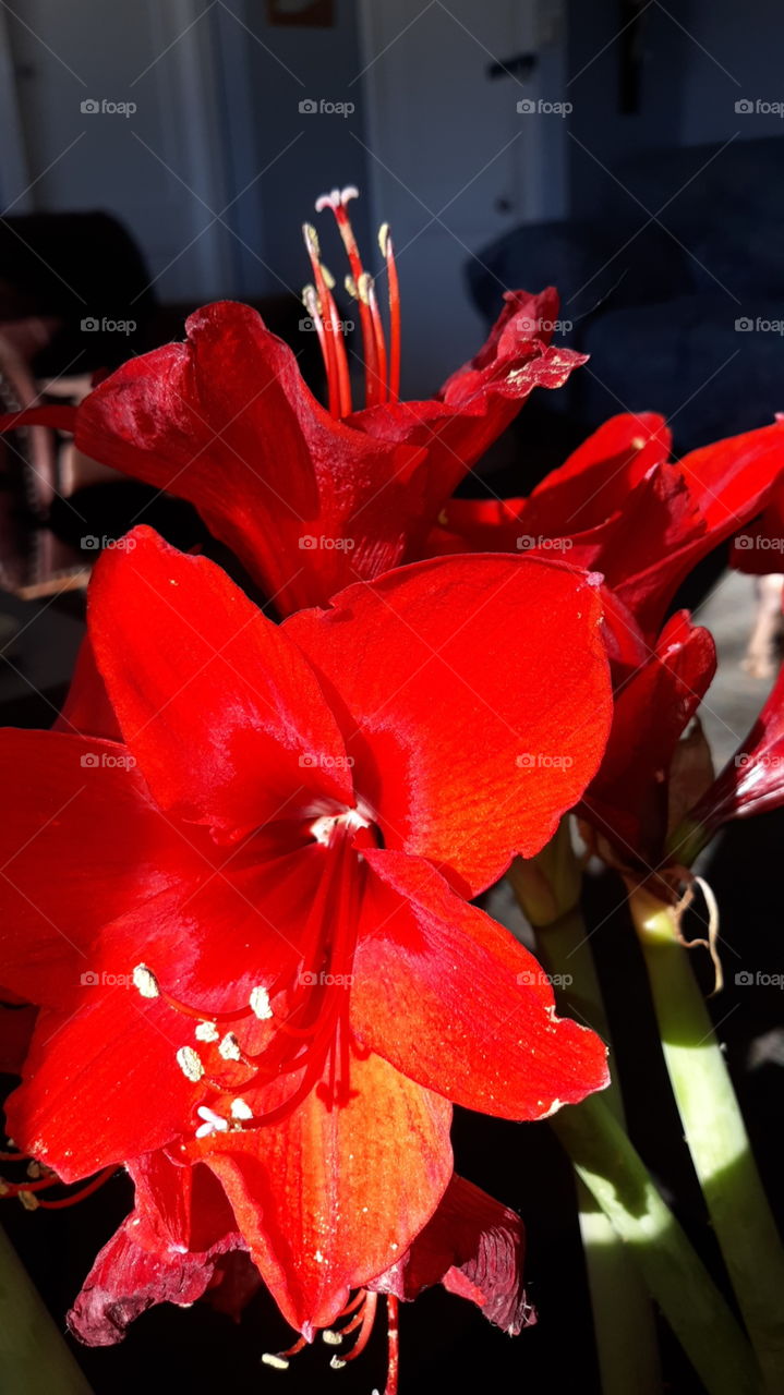 red amaryllis