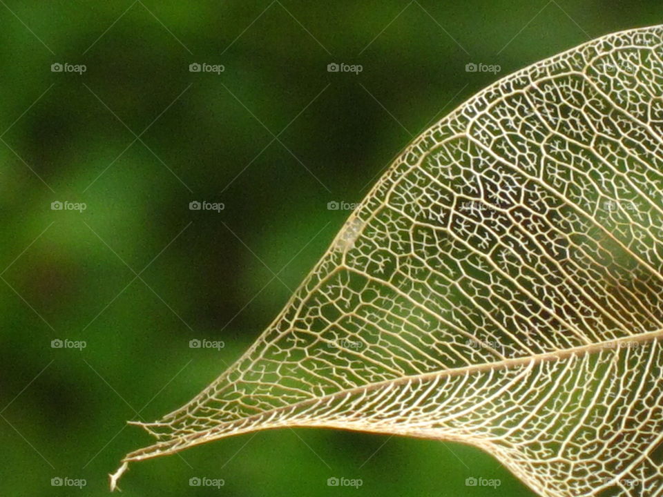skeleton of a leaf...spreading its beauty..even after death..