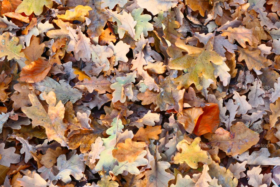 Autumn Colors