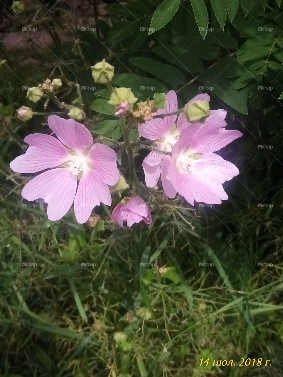 цветы.розовые.улица.клумба.зеленый.красивый.