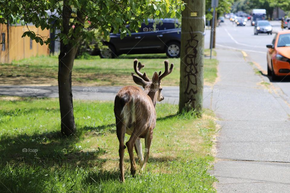 Deer wandering around 