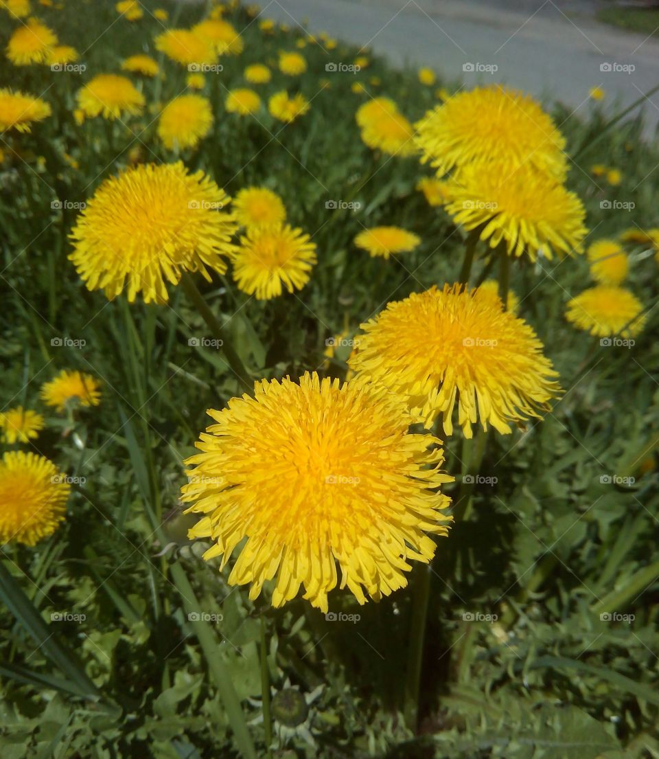 Dandelion, Flower, Summer, No Person, Growth