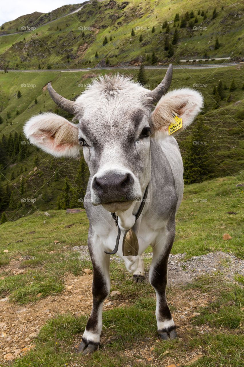 cow