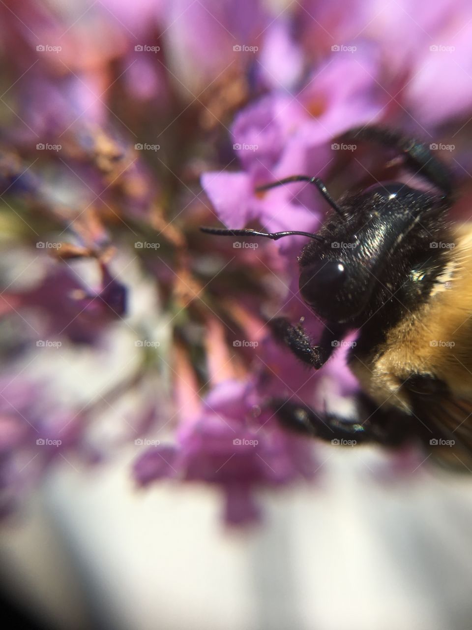 Bumblebee closeup