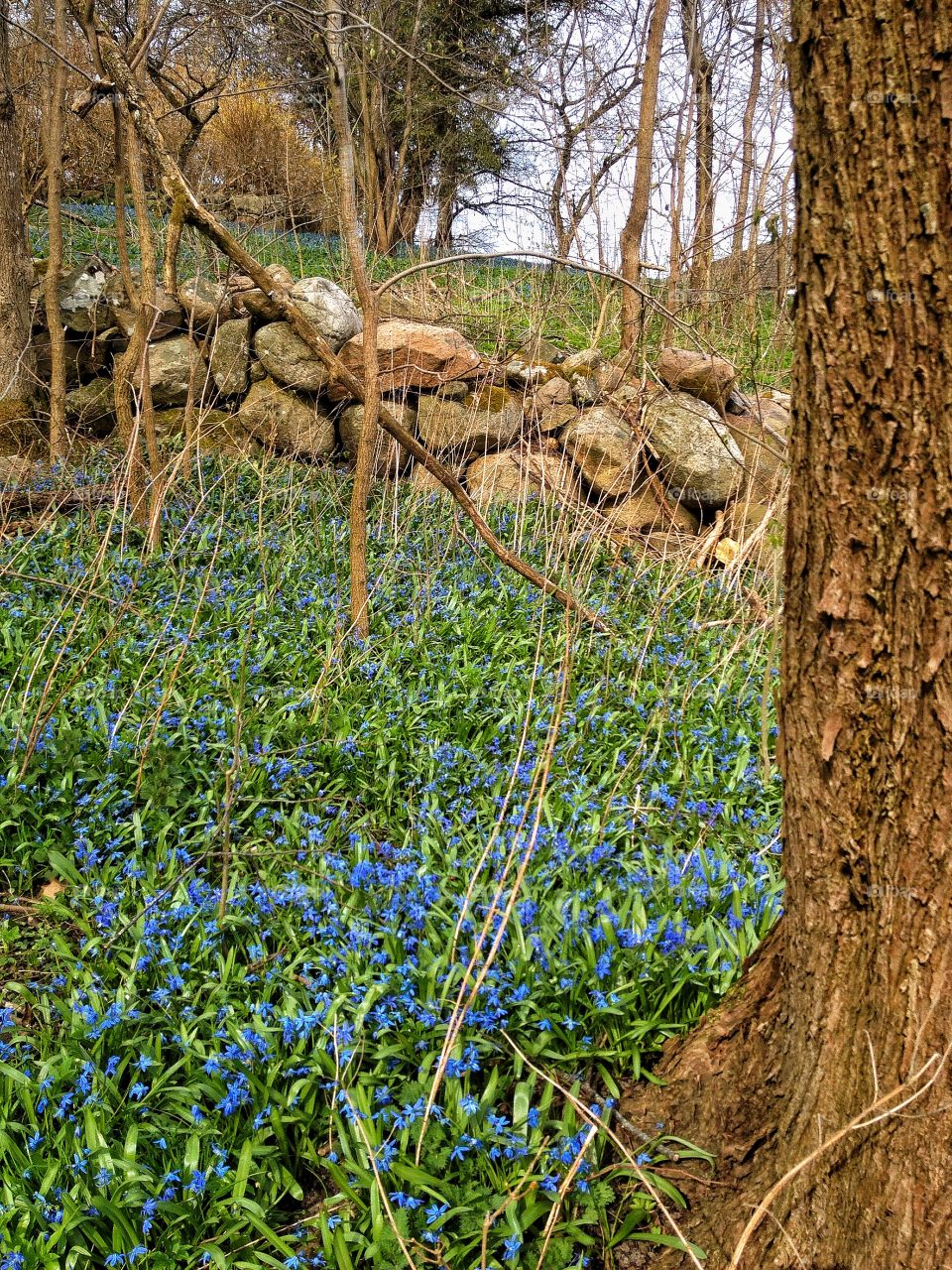 Scenic view of flowers