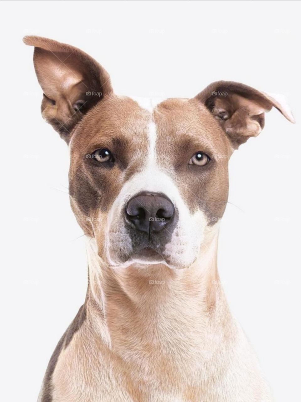 beautiful dog picture