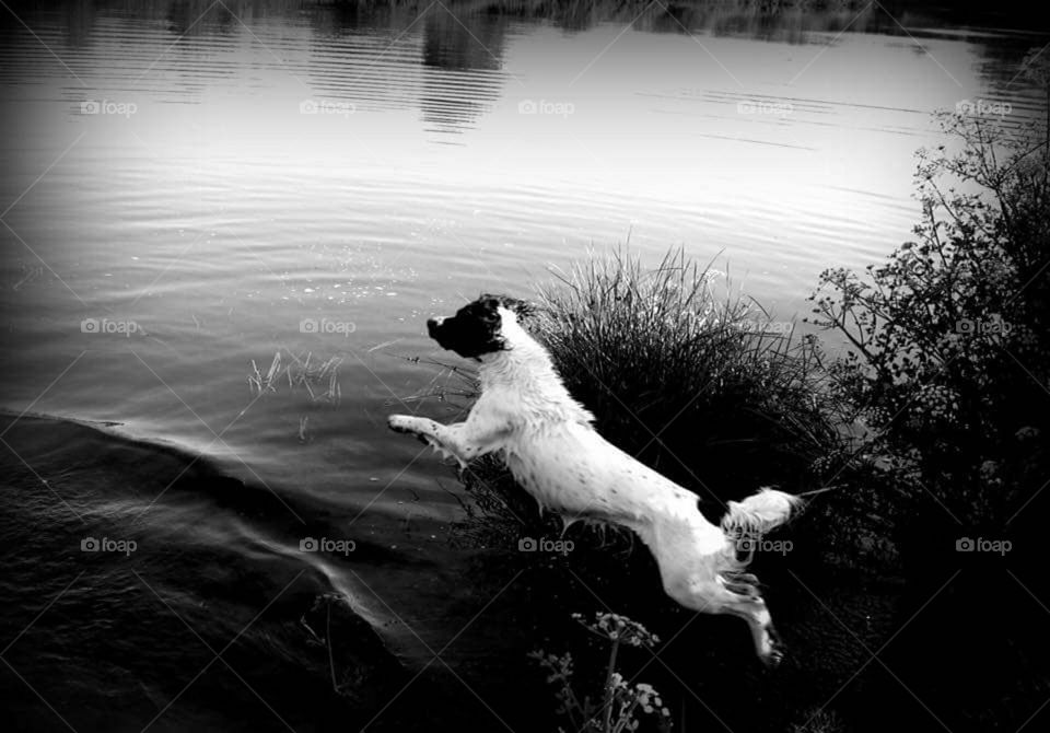 my English springer spaniels