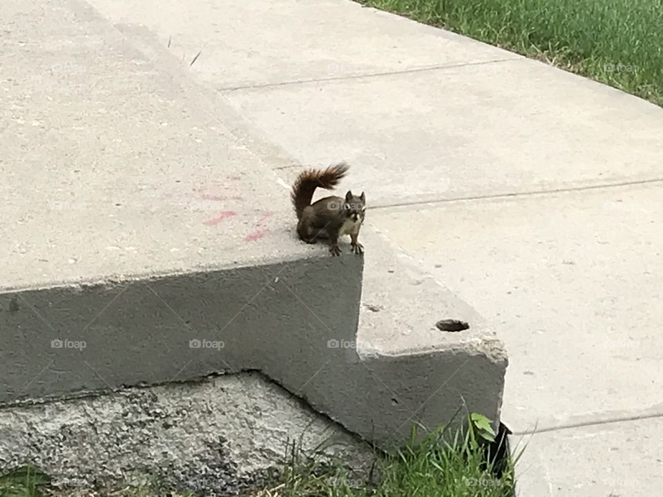 A squirrel is on the steps looking at me.