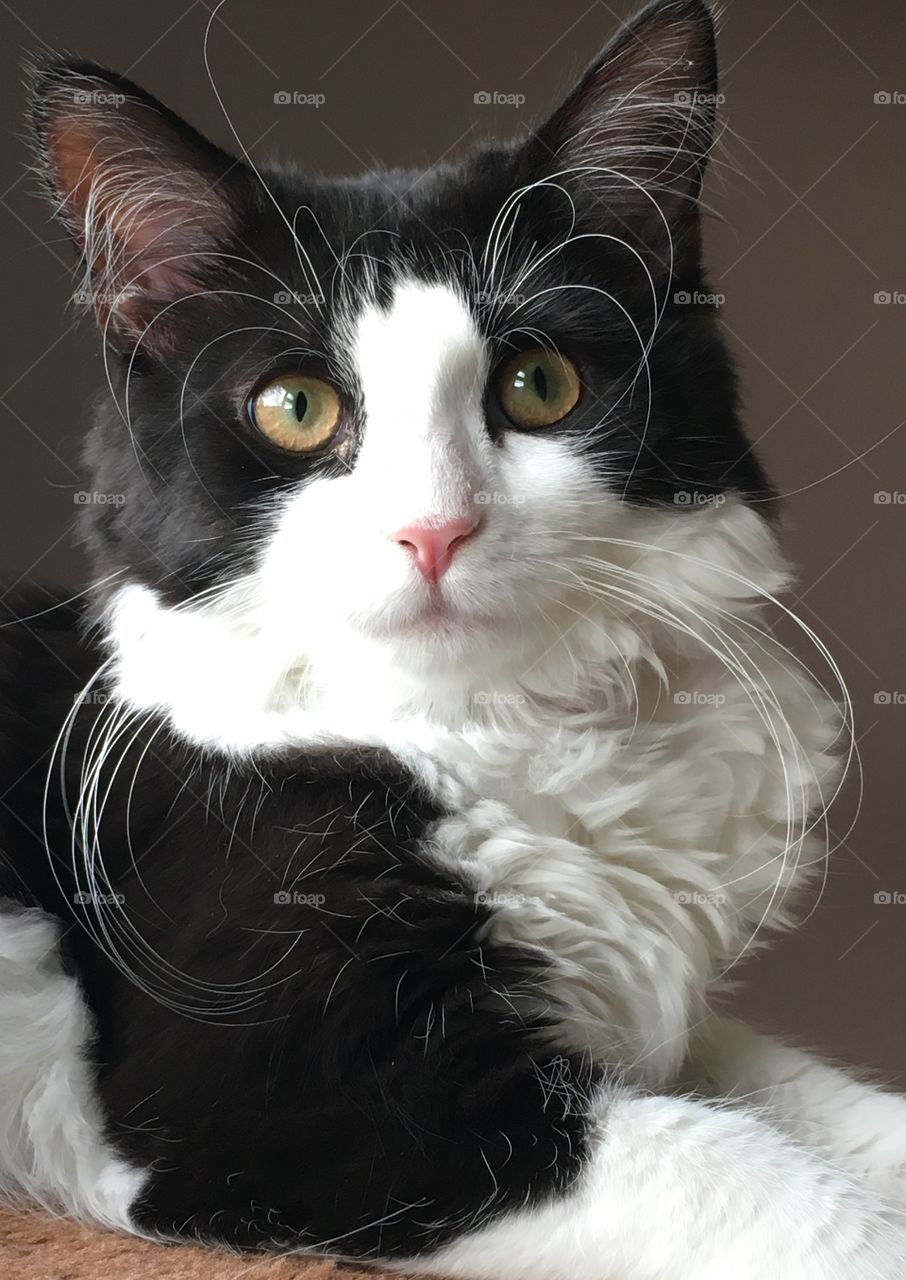 Cute Tuxedo Cat black and white fluffy, long whiskers, white whiskers, portrait, cute, kitten, 6 months old, posing