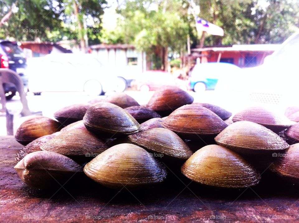 Clams or seashell for sales