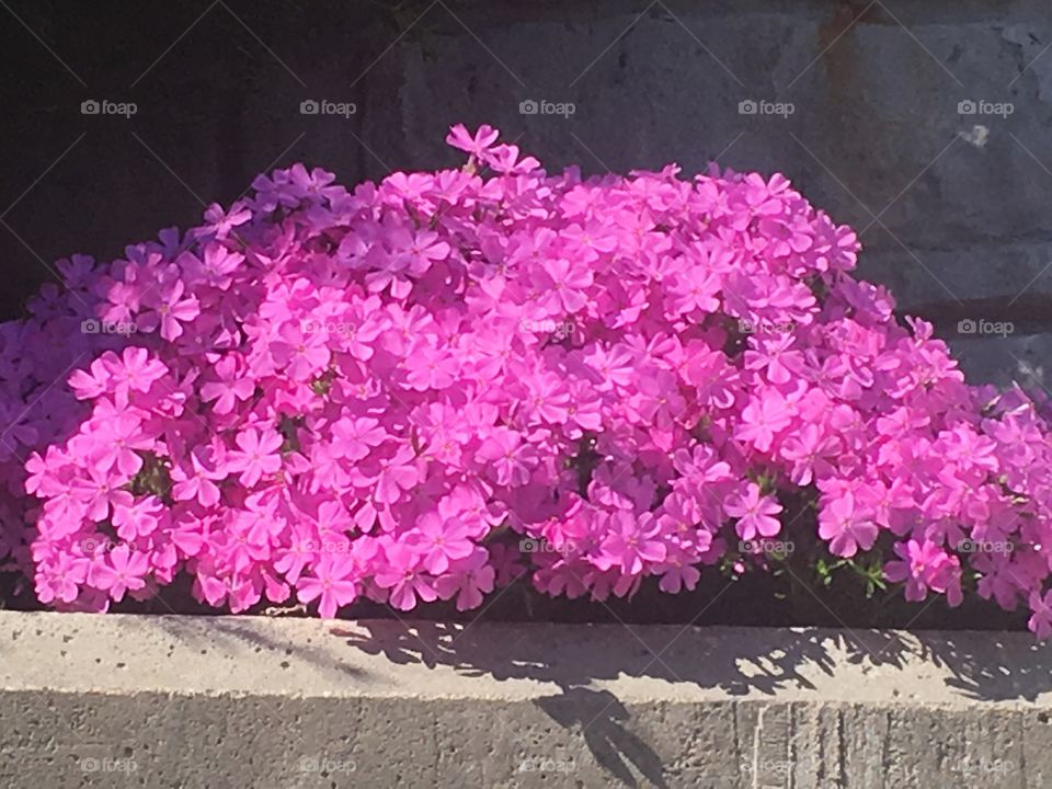 Beautiful pink flowers blooming in Springtime.