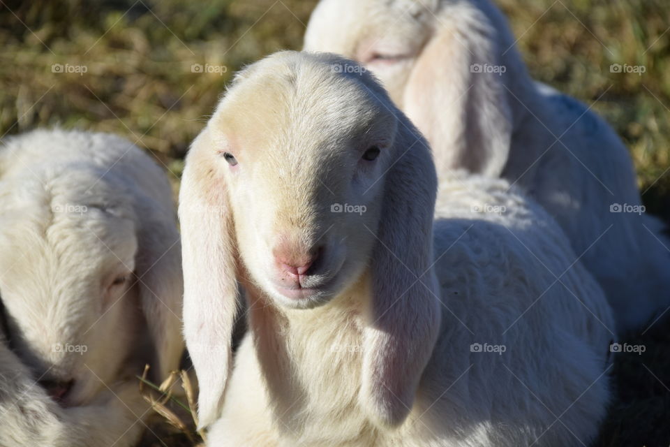Portrait of goats