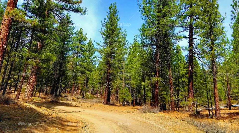 MAMMOTH LAKES|california