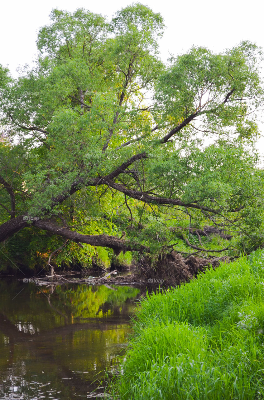 river in the forest