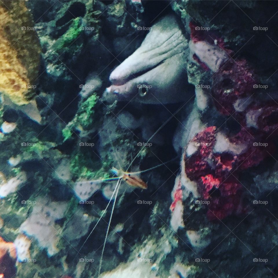 underwater upside down eel