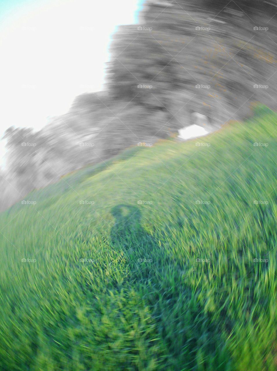 Shadow of a person/photographer in a wheat crop field with spiral view