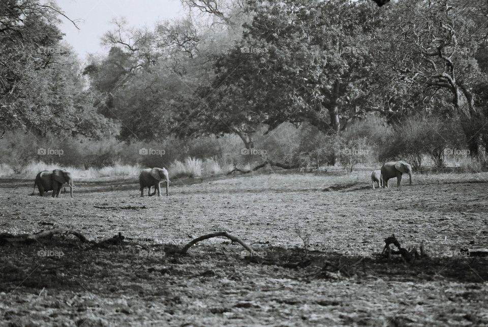 Elephants on the move, Zambia, Africa