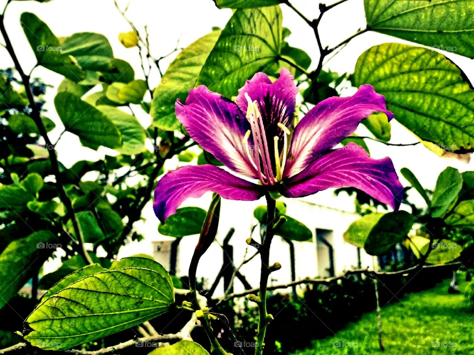 flower