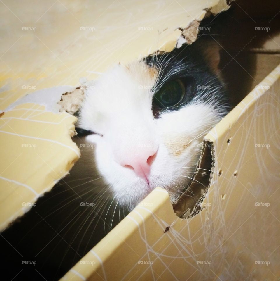 Cat peeping from inside a cardbox