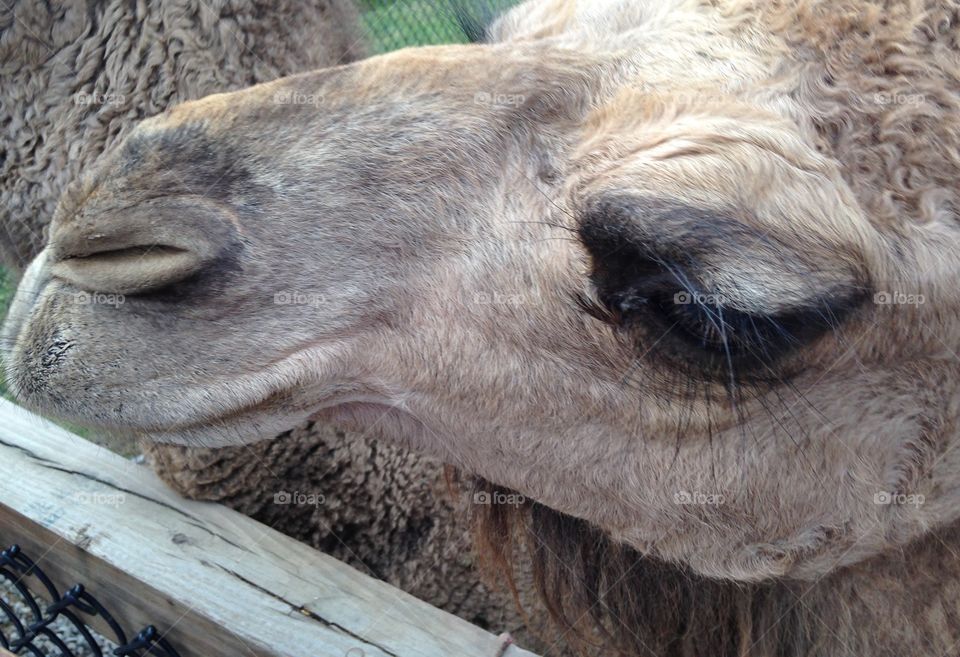 Camel lashes