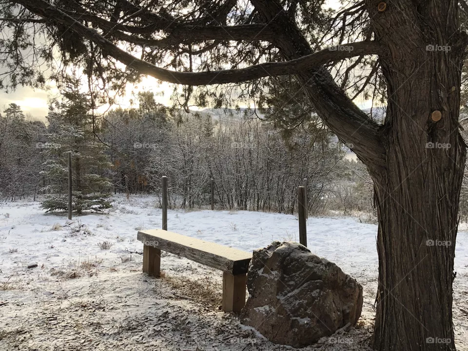 The bench 