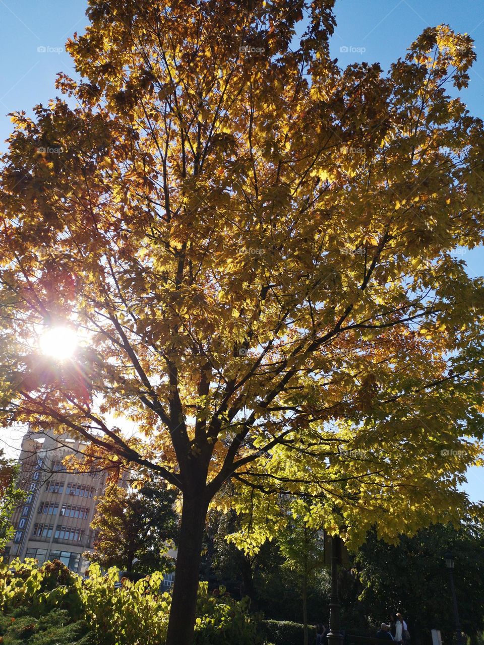 Tree in the fall