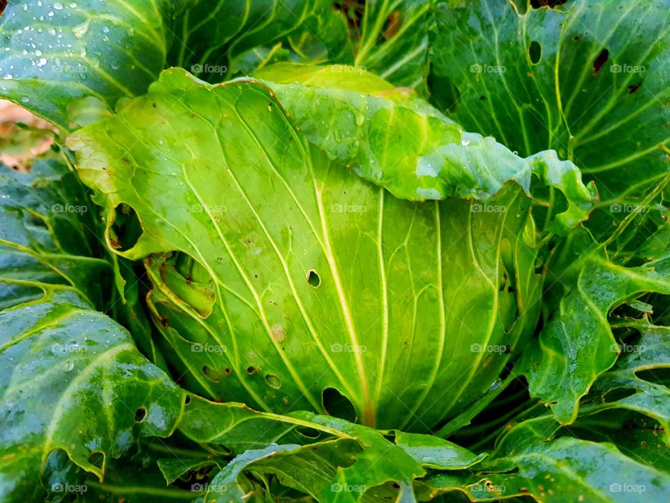 A greeny cabbage