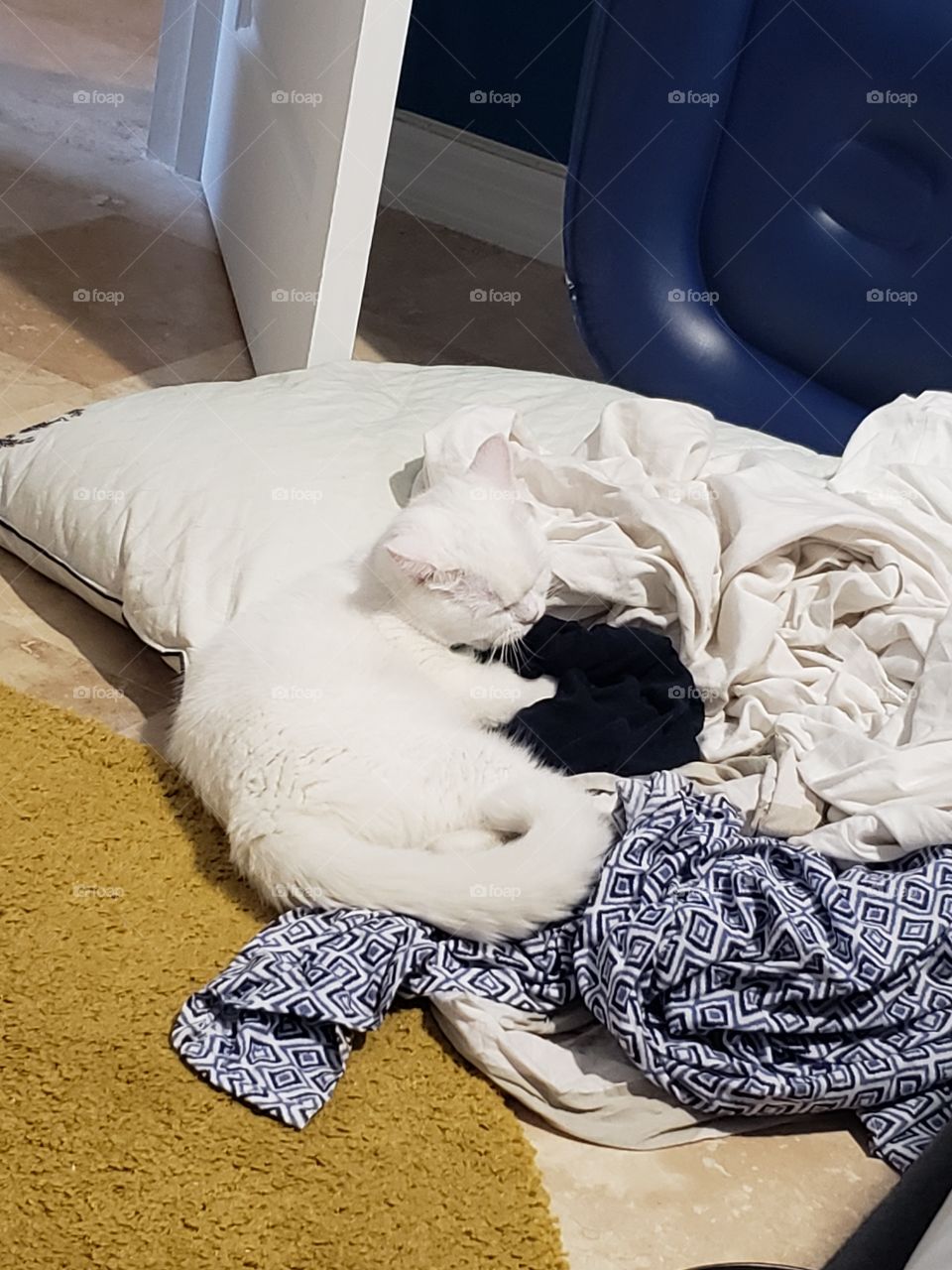 kitty laying on the floor surrounded by clothes