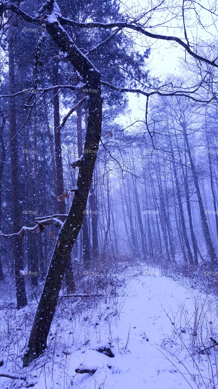 Forest in winter.