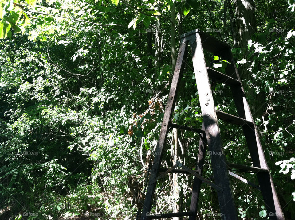 green nature wood trees by ren410