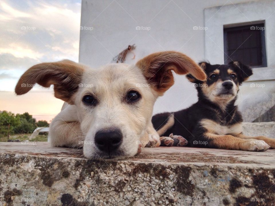 Two dogs sitting outdoors