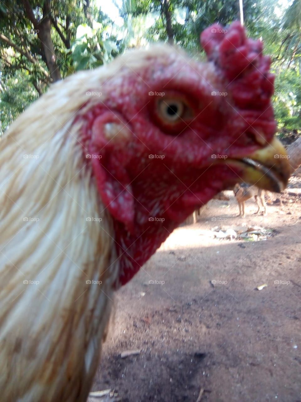 My country bird hen