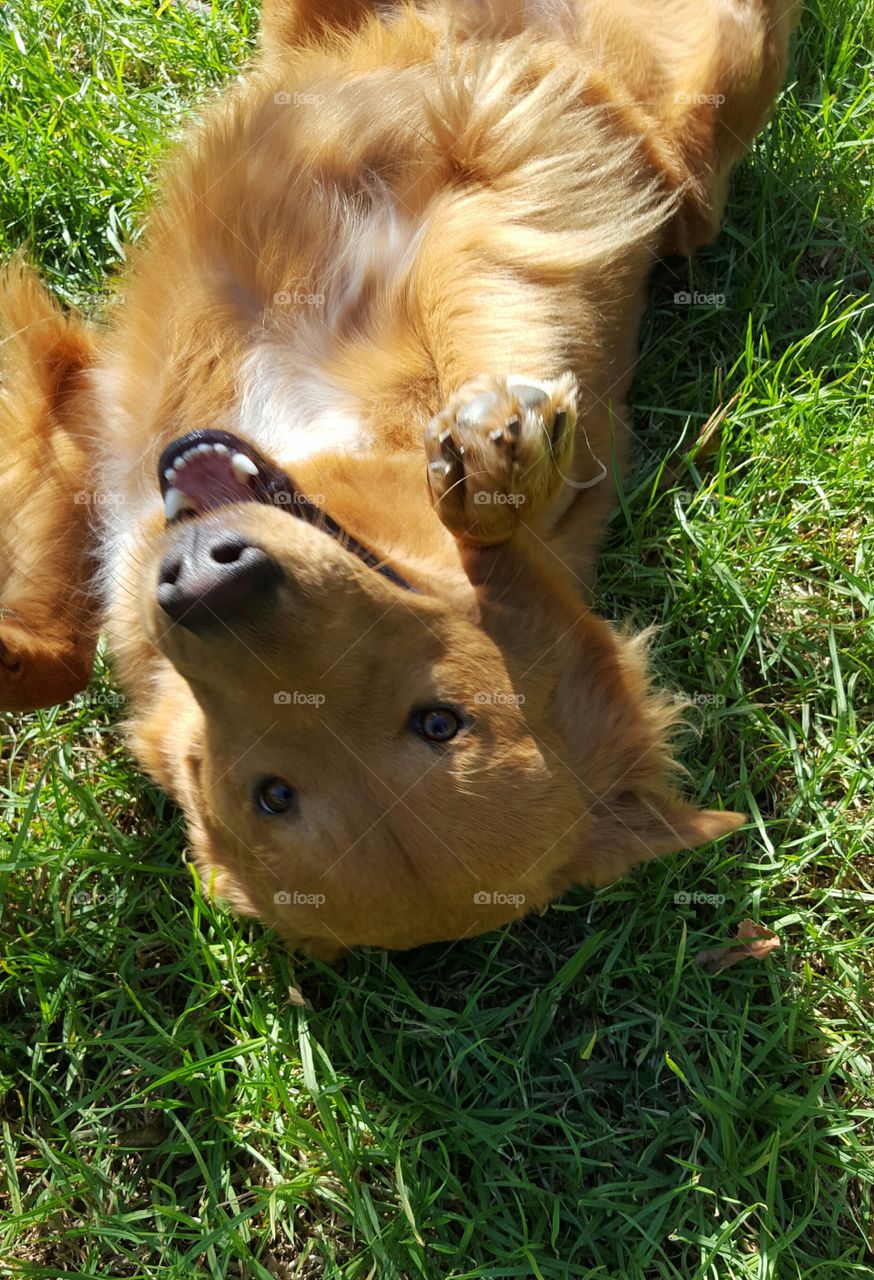 loving and playful dog