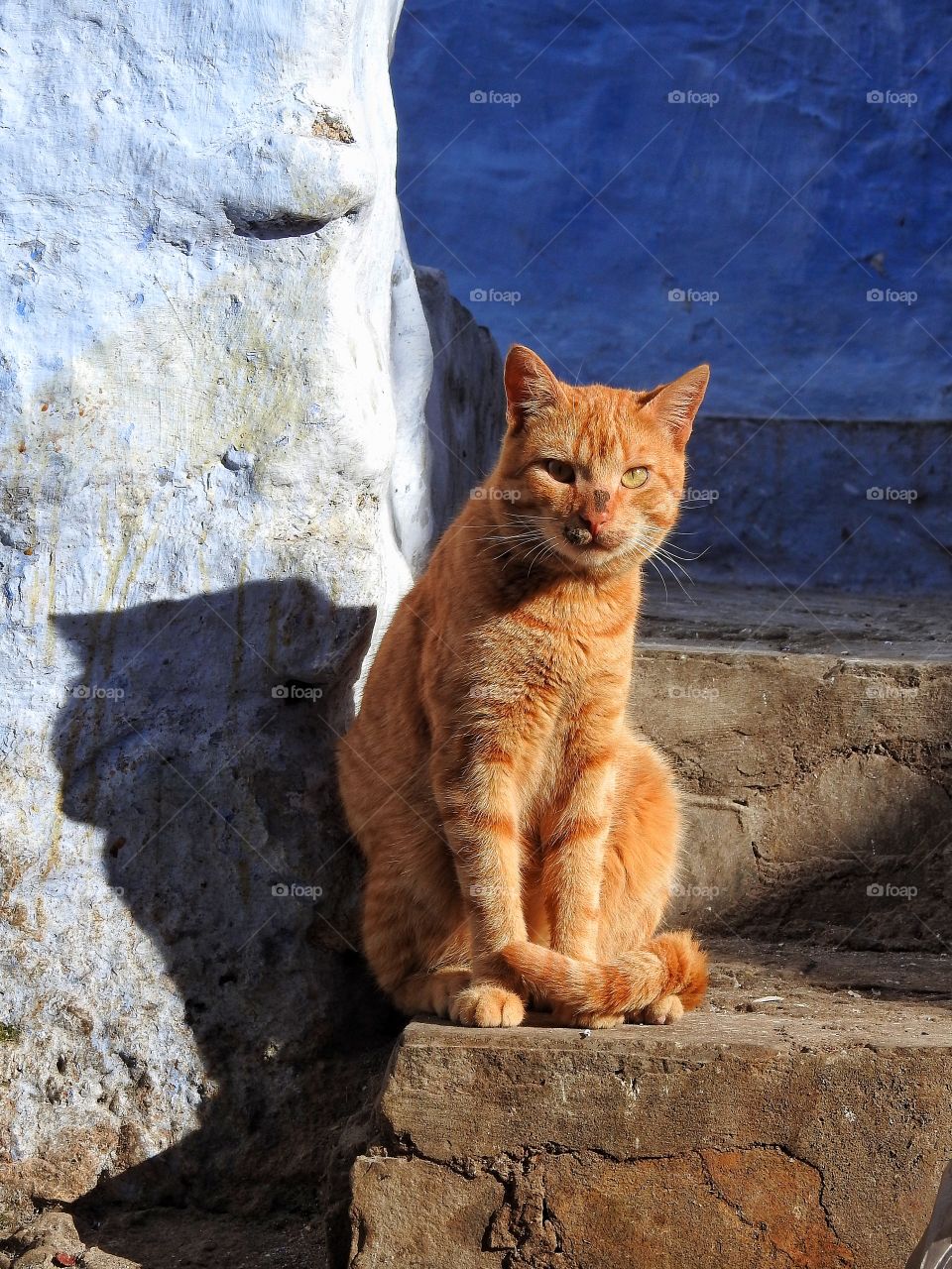 Portrait of a cat